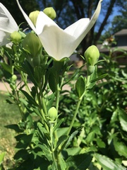 Platycodon grandiflorus