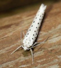 Yponomeuta multipunctella