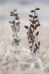 Xanthium orientale riparium