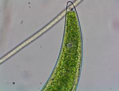 Closterium leibleinii