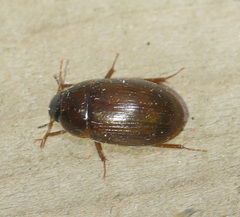 Cymbiodyta bifidus