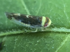 Colladonus montanus reductus