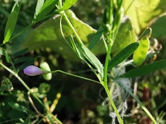 Vicia tetrasperma