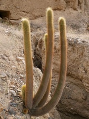 Haageocereus pseudomelanostele