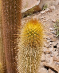 Haageocereus pseudomelanostele