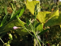 Vicia tetrasperma