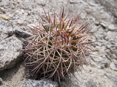 Melocactus peruvianus