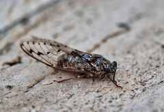 Cicada mordoganensis