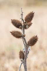 Xanthium orientale riparium