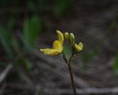 Utricularia geminiscapa