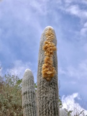 Espostoa melanostele