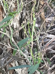 Comesperma volubile