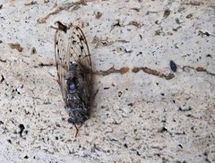 Cicada mordoganensis