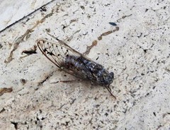 Cicada mordoganensis