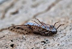 Cicada mordoganensis