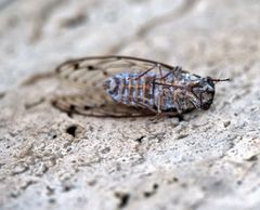 Cicada mordoganensis