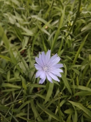 Cichorium intybus