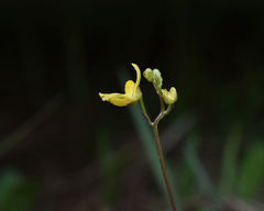 Utricularia geminiscapa