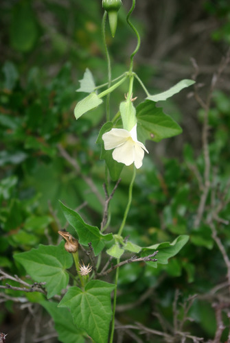 Thunbergia amoena image