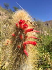 Cleistocactus hyalacanthus