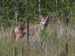 Canis latrans thamnos
