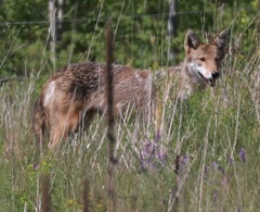 Canis latrans thamnos