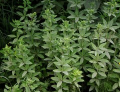 Hylotelephium verticillatum