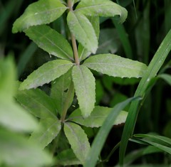 Hylotelephium verticillatum