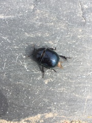 Trypocopris vernalis