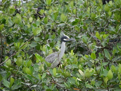 Nyctanassa violacea