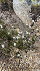 Eriophorum scheuchzeri