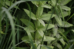 Hylotelephium verticillatum