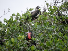 Fregata magnificens