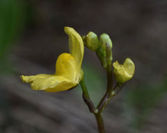 Utricularia geminiscapa