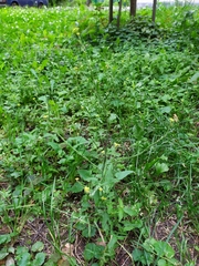Sisymbrium officinale