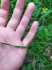 Sisymbrium officinale