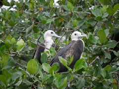 Fregata magnificens