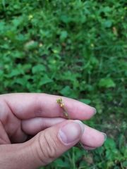 Sisymbrium officinale