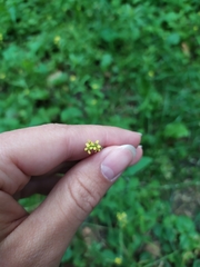Sisymbrium officinale