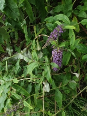 Buddleja davidii