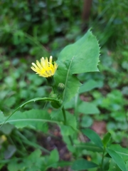 Sonchus oleraceus