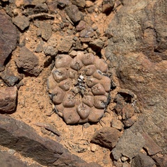 Copiapoa hypogaea