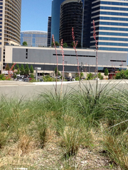 Hesperaloe parviflora