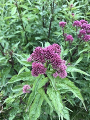 Eupatorium cannabinum