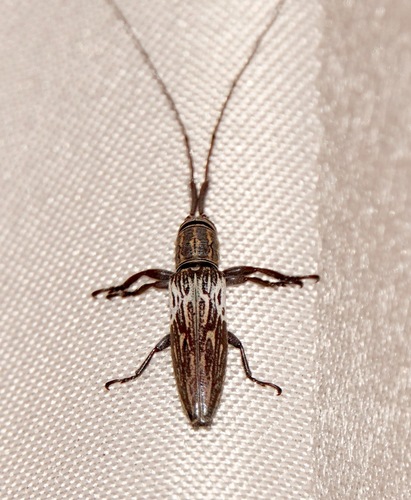 Phelipara marmorata