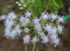 Chromolaena odorata