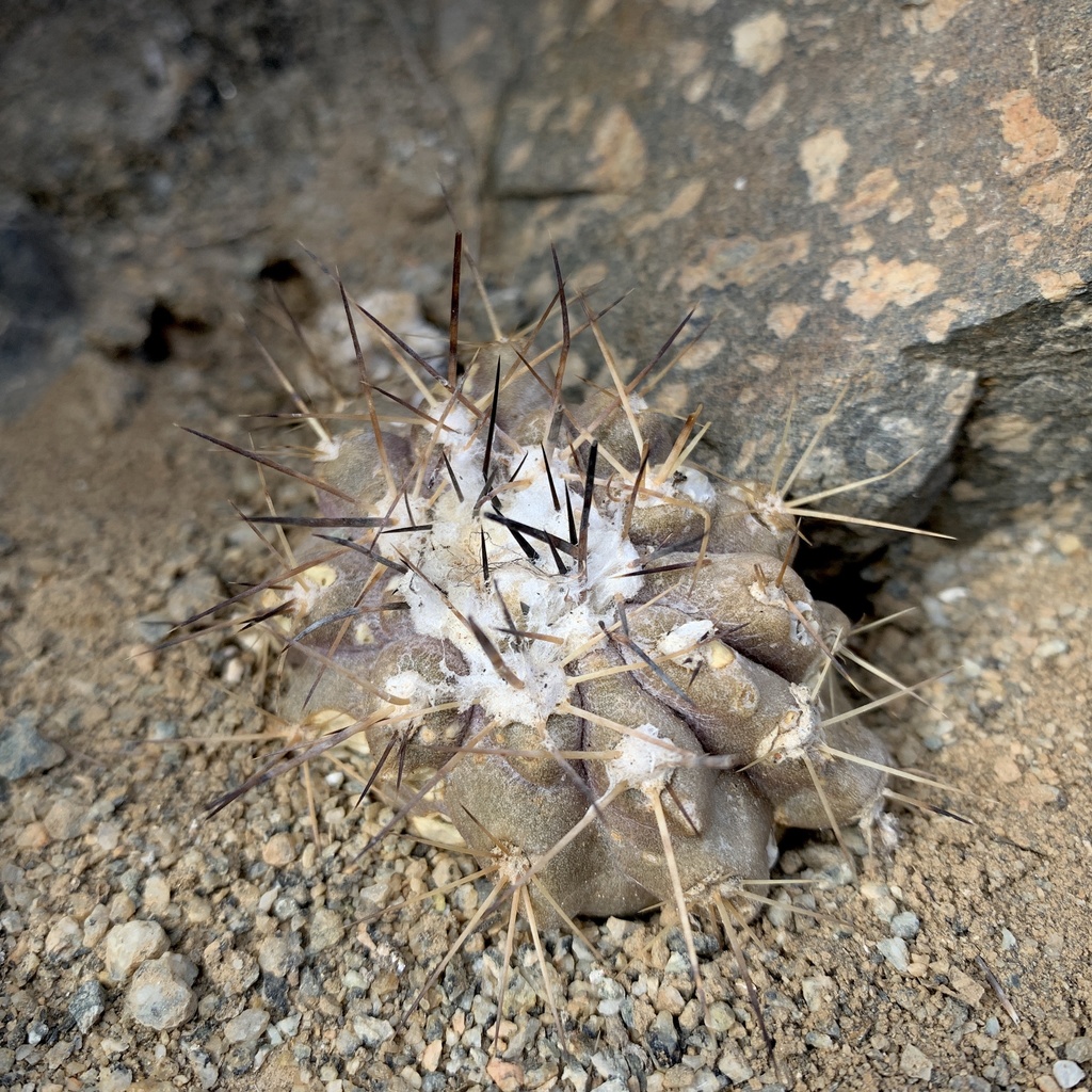 Copiapoa mollicula