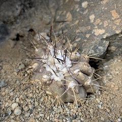 Copiapoa