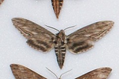 Sphinx canadensis