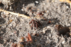 Tachypompilus ignitus